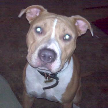 media/Colwell-Colemans Burbon Pit Bull Front.JPG